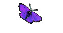 BBC-News